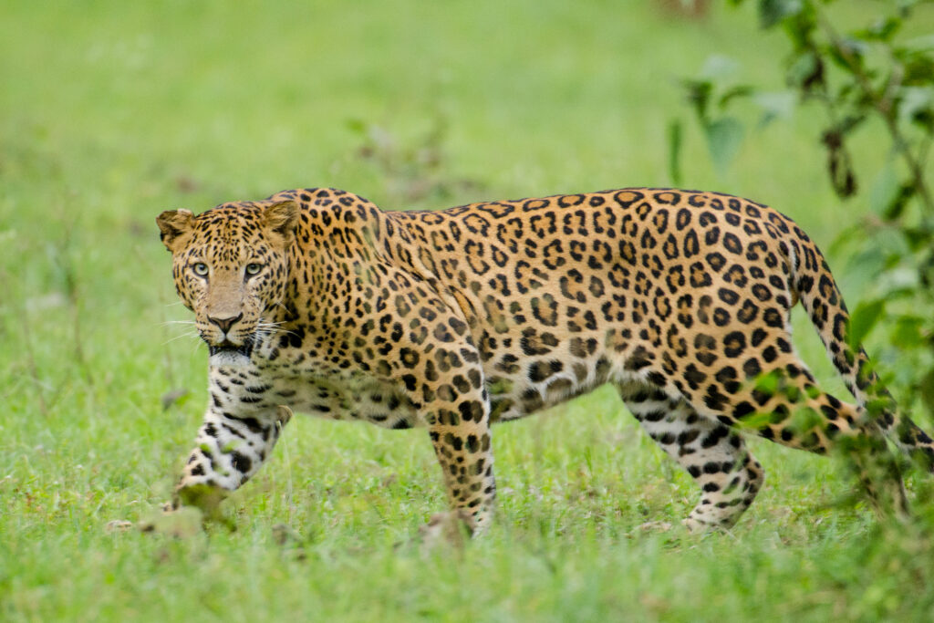 leopard 2025 vadgav gupata dna marathi