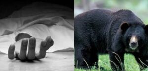 bear attacks