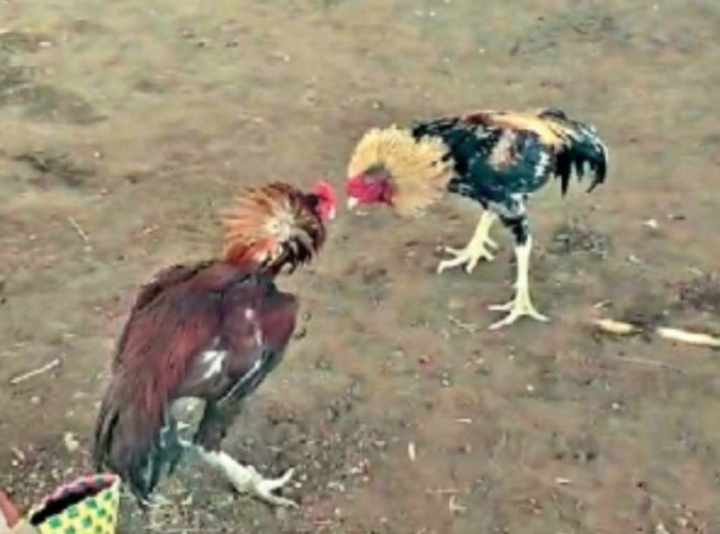 cockfighting