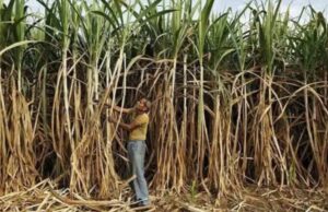sugarcane crushing season